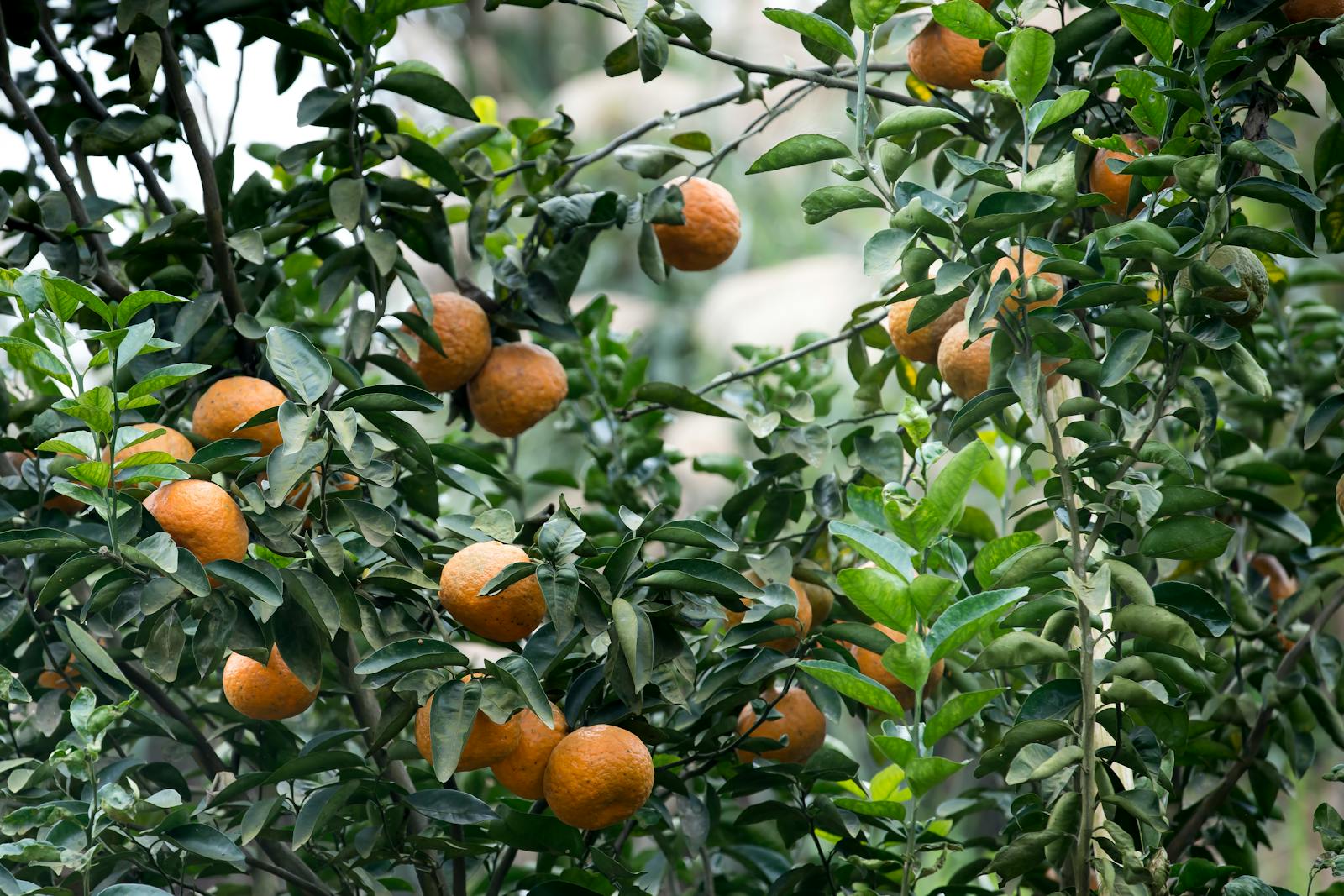 Orange grove