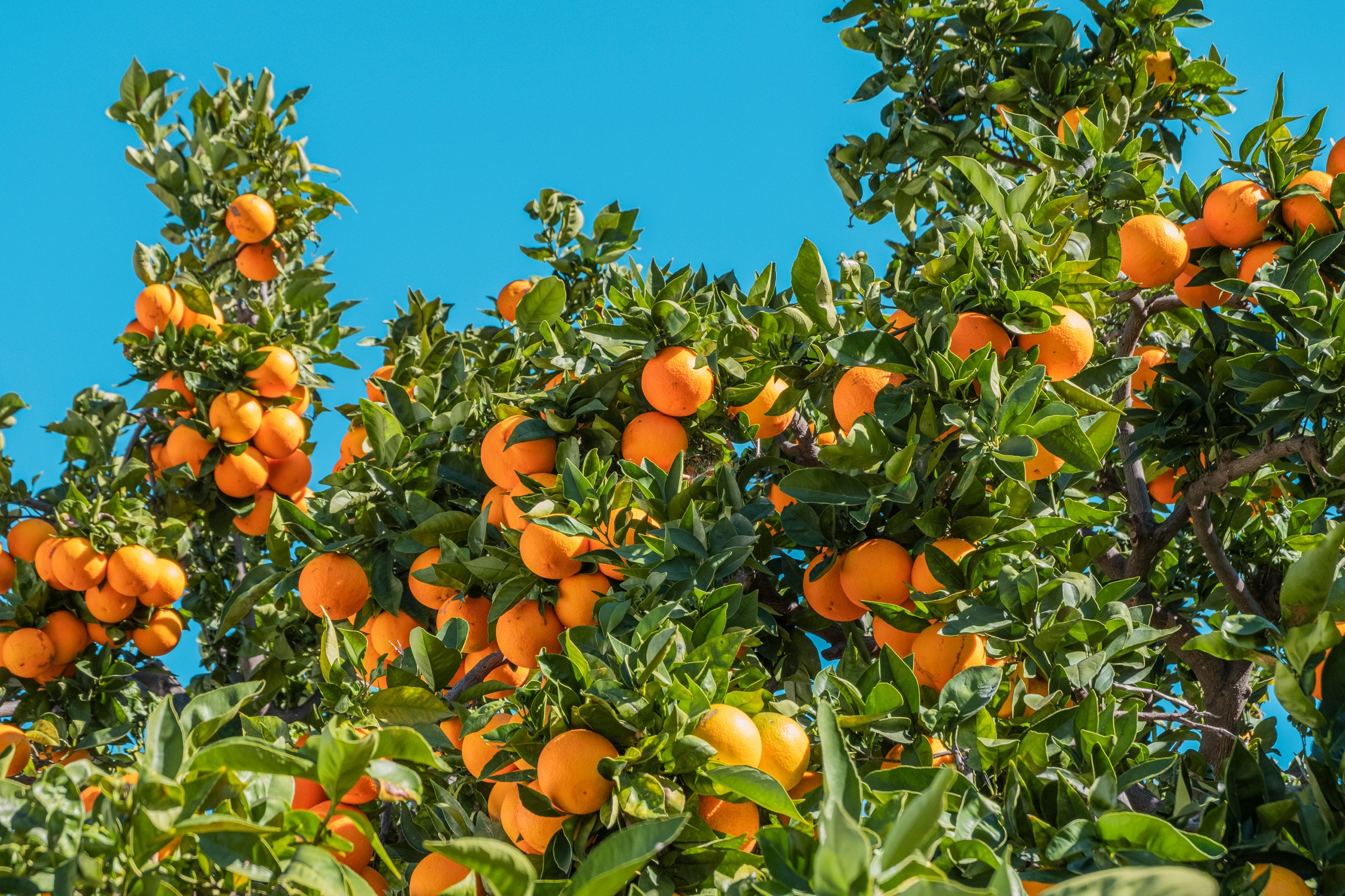 Orange grove